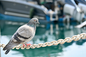 Columbidae is a bird family consisting of pigeons and doves. It is the only family in the order Columbiformes. These are stout-bodied birds with short necks and short slender bills that in some specie