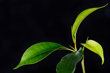 Branch of ficus
