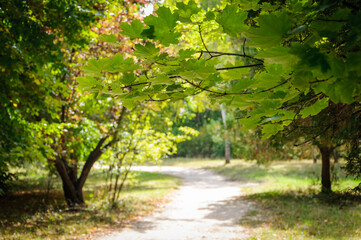 Naklejka premium autumn in the park