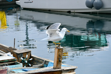 Gulls, or colloquially seagulls, are seabirds of the family Laridae in the suborder Lari. They are...