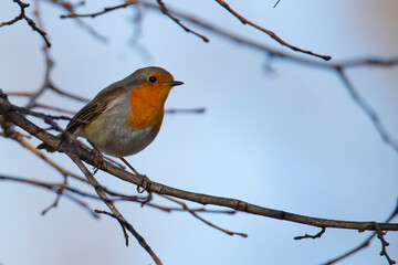 small robin bird on the tree branch in forest in winter