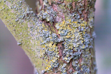 Tree trunk with lichen also called fungus or mycobiont overgrown Copy Space - obrazy, fototapety, plakaty