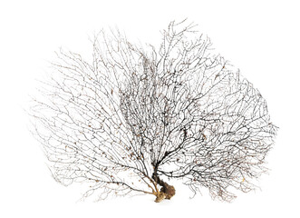Beautiful exotic branching corals on white background