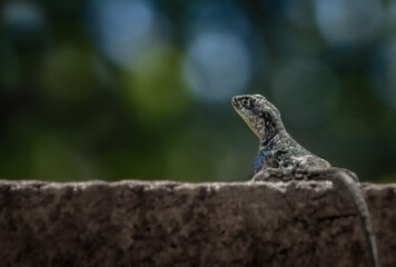 lizard sunbathig on a rock