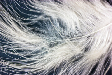 White fluffy bird feather macro shot on dark blue background. Contrasting image. Weightlessness, lightness, softness, tenderness concept. Abstract avian background. Natural wallpaper.