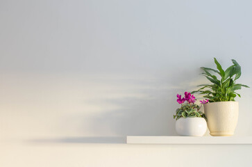 houseplants on wooden sherlf on white wall