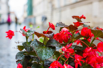 Red flowers with raindrops on the background of the cityscape.
