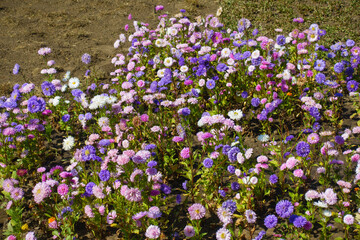 Obraz premium Loads of multicolored flowers of China asters in mid September