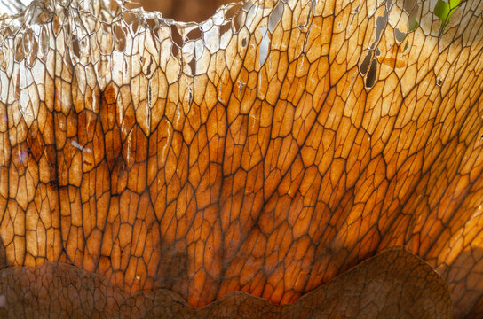 Textura tronco helecho cuerno de arce