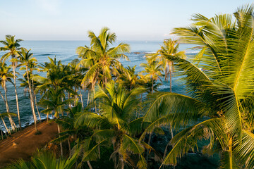 Coconut tree hill in Mirissa Beach. Sri Lanka.