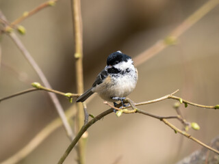 Coal Tit Perched on a Branch
