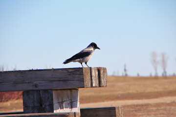crow on the fence