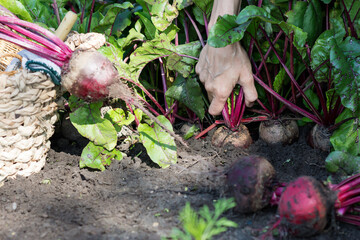 Worker is uprooting ripe beetroots, hand of person harvesting beets in farmer’s garden ,...