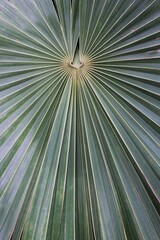 green palm tree