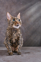 Obraz na płótnie Canvas Wet, washing cat on a dark background. Striped cute soggy cat after a bath. Shallow depth of field