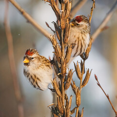 Two common redpolls perching on dry evening primrose stems on blurred background