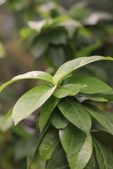 close up of green leaves