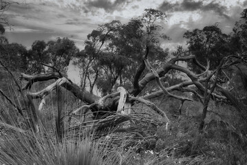Tree that looks like a spider, black and white.