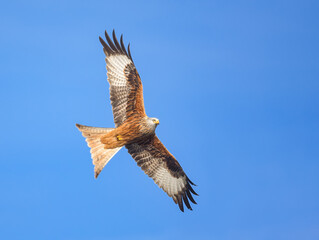 Red kite, Milvus milvus, flying with spread wings in clear blue sky , a bird of prey in the family Accipitridae, Rhineland, Germany