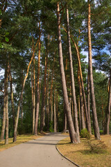 Alley in Zoo Gdansk Oliwa in Gdansk. Poland