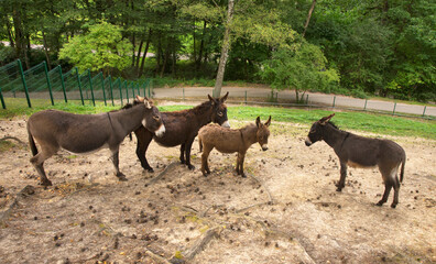 Donkeys in Gdansk. Poland