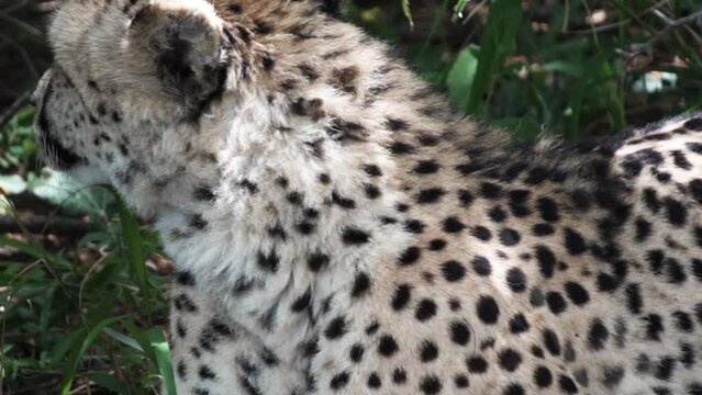 amazing cheetah slow motion