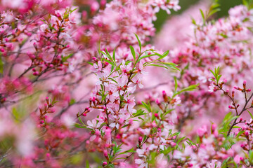 Prunus tenella blossoms close up. Nature floral background. Pink dwarf Russian almond flowers in spring. Seasonal wallpaper. Blossom tree branch