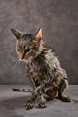 Fototapeta na wymiar Wet shaking cat on a dark background. Striped cute soggy cat after a bath. Shallow depth of field