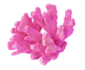Coral isolated on white background