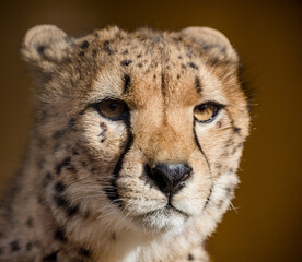 portrait of a cheetah