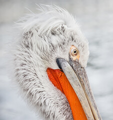 portrait of a pelican
