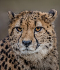 portrait of a cheetah