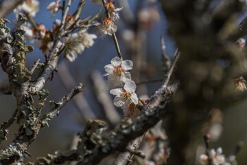 White plum blossoms in the farmyard