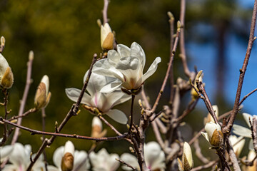 Kobushi magnolia flowers  in early spring