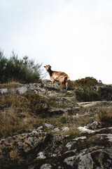 Eine Ziege steht auf einen Hügel