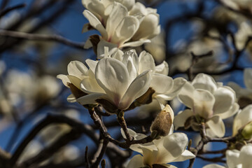 Fototapeta na wymiar Kobushi magnolia flowers in early spring