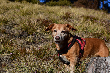 Dackelmischling direkter Blick in der Natur im Vorfrühling, Winter