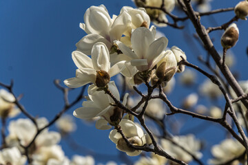 Kobushi magnolia flowers  in early spring