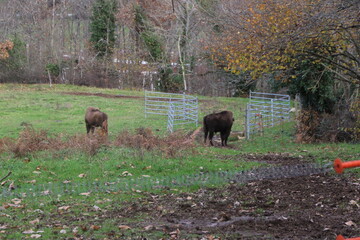 Fauna