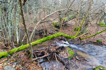 Arroyo de la Dehesa y musgo en los robles. Madrid. España.