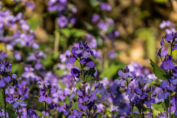 Chinese violet cress (Orychophragmus violaceus)