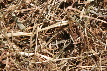 closeup of dry hay in sunlight