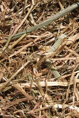 closeup of dry hay in sunlight