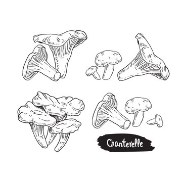 Hand drawn chanterelle mushroom. Isolated sketch on white background. Vector illustration.