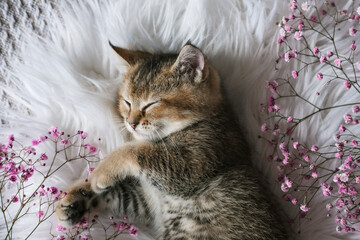 Cute Scottish straight breed kitten sleeps sweetly on a white blanket