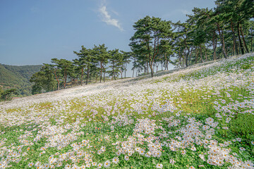 구절초동산