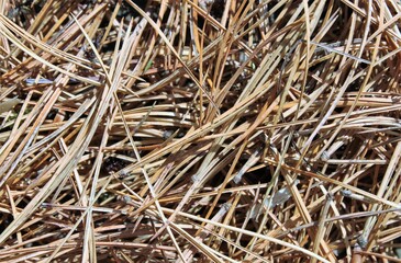 the fallen brown needles of a pine tree spread on the ground