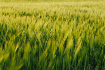 Beautiful green wheat field on sunny summer day. Agriculture concept.