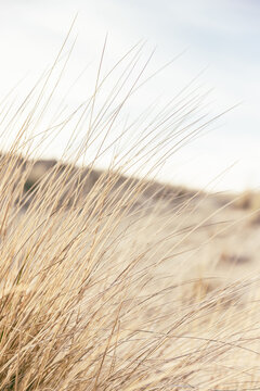 marram grass in the wind, with a soft dune in the background