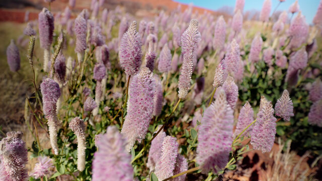 a close up of mulla mulla flowers growing in the northern territory
